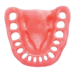 Prometheus Lower Gingiva